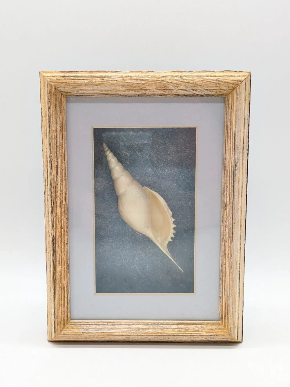 Vintage Spindle Tibia Shell Framed Ocean Sea Beach Shadow Box Wall Art